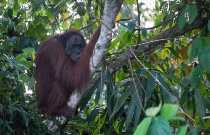 Unmissable Borneo Orangutan Tour at Lahad Datu - Monkey Rock World