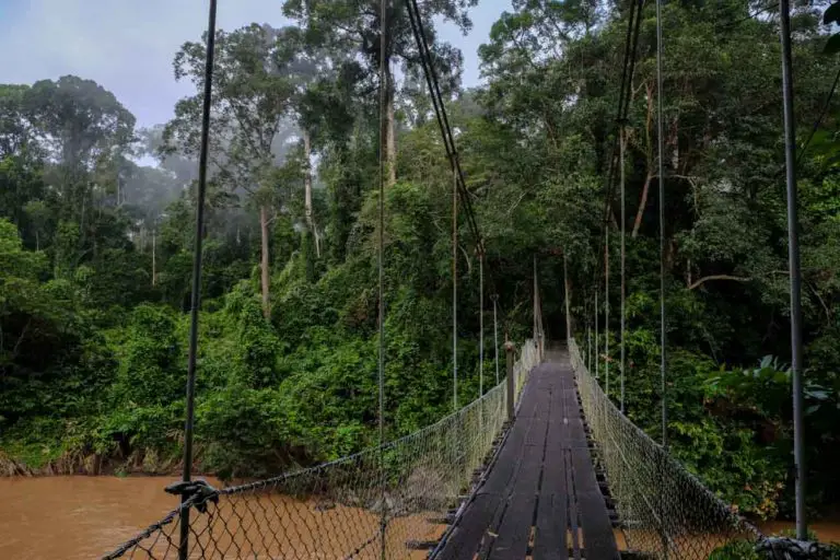 Ultimate Guide to Danum Valley Conservation Area - Monkey Rock World